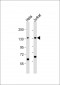 SF3B3 Antibody (C-term)